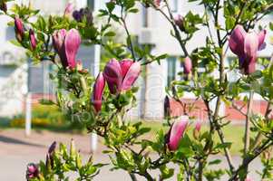 magnolia, spring, branch, white, tree, flower, leaf, leaves, floral, awakening, blossom, springtime
