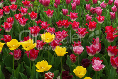 Tulip, flower, spring, garden, bloom, blossom, flora, botany