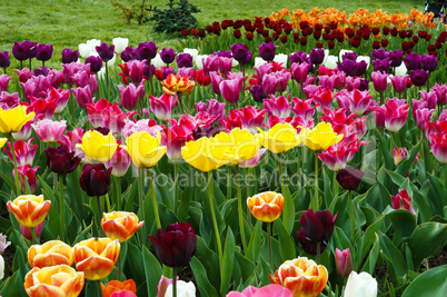 Tulip, flower, spring, garden, bloom, blossom, flora, botany