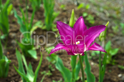 Tulip, flower, spring, garden, bloom, blossom, flora, botany