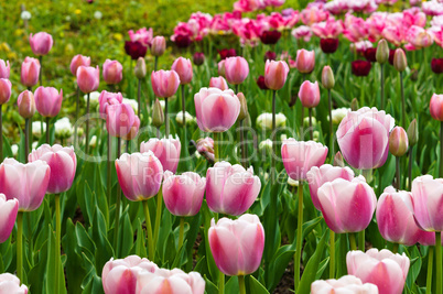 Tulip, flower, spring, garden, bloom, blossom, flora, botany