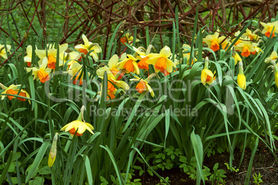 narcissus, flower, spring, garden, bloom, blossom, flora, botany