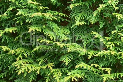 thuja, evergreen, fir, branches, green, larch