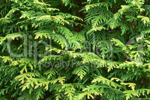 thuja, evergreen, fir, branches, green, larch