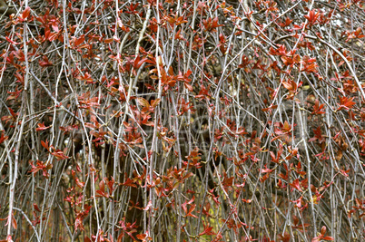 leaves, small, red, young, spring, early, Bush