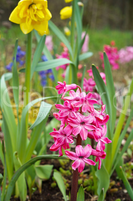 Tulip, flower, spring, garden, bloom, blossom, flora, botany