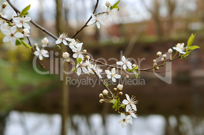 spring, branch, white, tree, flower, leaf, insect, floral, awakening, blossom, springtime