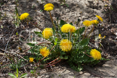 dandelion, flower, taraxacum, yellow, spring, field, meadow