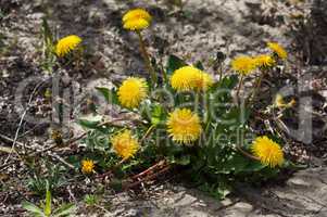 dandelion, flower, taraxacum, yellow, spring, field, meadow