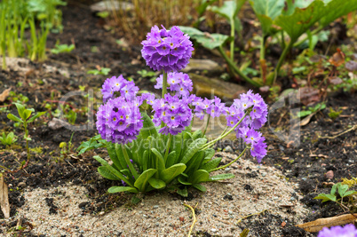 Tulip, flower, spring, garden, bloom, blossom, flora, botany