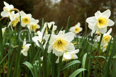 Botanical garden, the beautiful flowers in bloom and delight in the spring, narcissus
