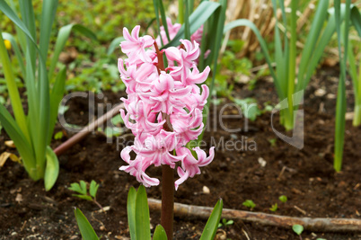 Botanical garden, the beautiful flowers in bloom and delight in the spring, hyacinth