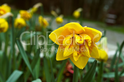 narcissus, flower, spring, garden, bloom, blossom, flora, botany