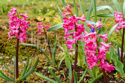 Botanical garden, the beautiful flowers in bloom and delight in the spring, hyacinth