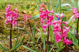 Botanical garden, the beautiful flowers in bloom and delight in the spring, hyacinth