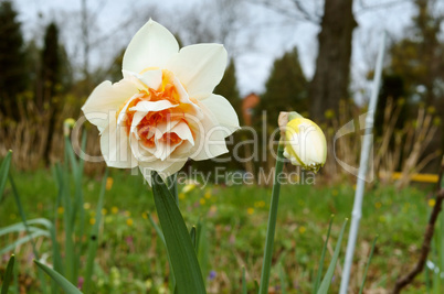 narcissus, flower, spring, garden, bloom, blossom, flora, botany