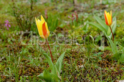 tulips red and yellow, spring flowers tulips