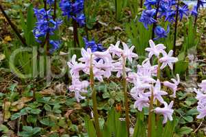 Botanical garden, the beautiful flowers in bloom and delight in the spring, hyacinth