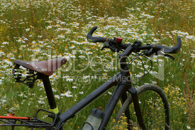 Bicycle in a field of daisies, black bike in the meadow of daisies