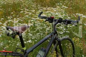 Bicycle in a field of daisies, black bike in the meadow of daisies