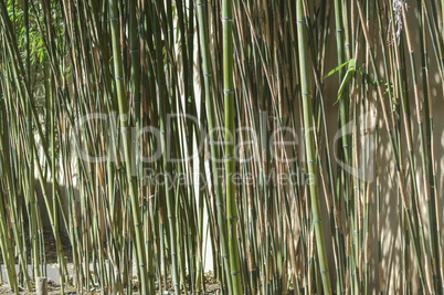 Barrage of green or brown reeds