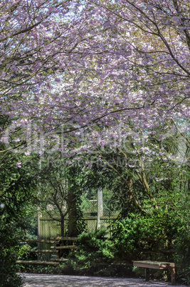 Small path full of cherry tree of Japan