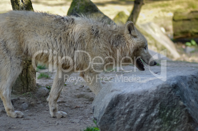 wolf isoler in an animal