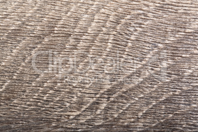 The grey old wood bog oak . Texture.