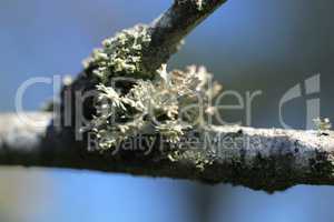 branche recouverte de lichen