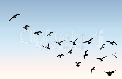 Bird flock flying over blue sky background. Animal wildlife.