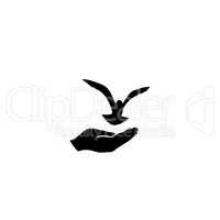 Dove bird free with hand. Pigeon flying. Peace symbol. Freedom