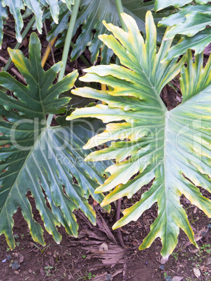 Philodendron selloum in shaded tropical garden with lush green foliage.