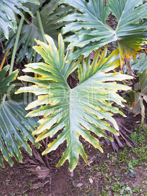 Philodendron selloum in shaded tropical garden with lush green foliage.