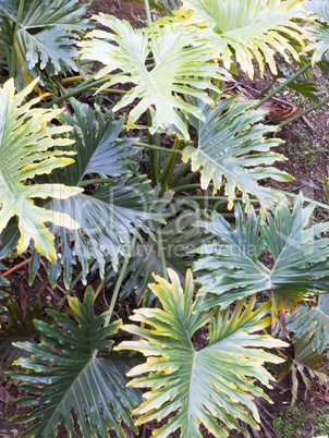 Philodendron selloum in shaded tropical garden with lush green foliage.