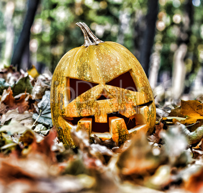 halloween jack-o-lantern on autumn leaves like a human skull on the leaves in the forest.