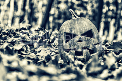 halloween jack-o-lantern on autumn leaves like a human skull on the leaves in the forest.