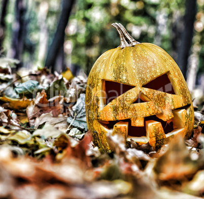 halloween jack-o-lantern on autumn leaves like a human skull on the leaves in the forest.