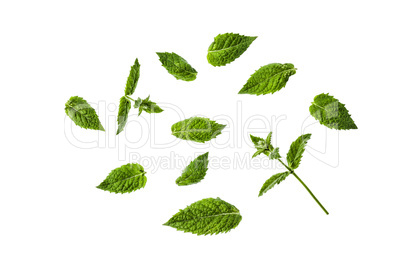 Isolate. Green mint leaves isolated on white background.