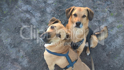2 Hunde 2 Hunde