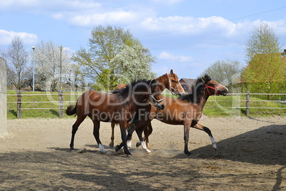 3 Fohlen