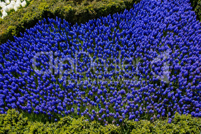 Tulips Blooming in Spring