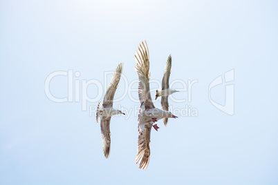 Seagulls flying in a sky