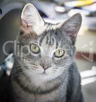 Cat portrait, grey tabby, green eyes.