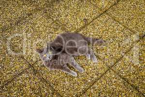 Grey cat lying on yellow pebbles background, yellow eyes.