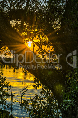 Silhouette of tree at sunset, and tranquil lake.