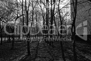 shadows from trees in the spring at the sidewalk