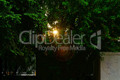 the light of the sun in the evening through the branches of acacia