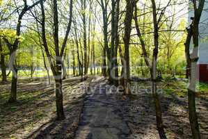 shadows from trees in the spring at the sidewalk