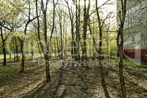 shadows from trees in the spring at the sidewalk