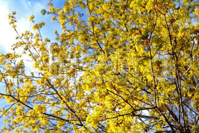 a Sunny day in a Moscow Park in spring